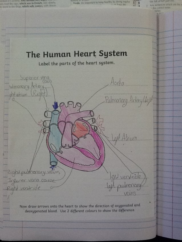 Image of The Circulatory System