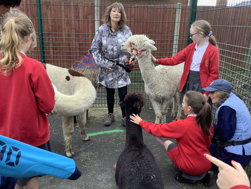 Image of Alpacas Visit Fleetwood's Charity School